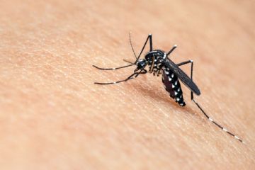 Progetto lotta alle zanzare - informazioni utili alla prevenzione della diffusione delle zanzare